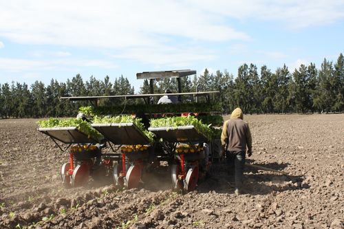 專項資金助力煙葉生產與飼料銷售，阿根廷農業迎來新發展機遇