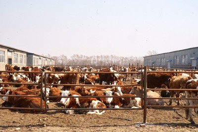 金融&ldquo;活水&rdquo;助力鄉村產業鏈條發展