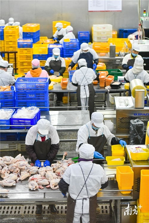 預(yù)制菜風(fēng)口下的清遠(yuǎn)機(jī)遇 發(fā)揮畜牧漁業(yè)飼料優(yōu)勢(shì)，打造粵北預(yù)制菜供應(yīng)鏈高地